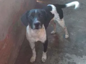 Cachorro raça SRD idade 2 anos nome Gabriel