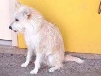 Cachorro ra a Natural  idade 3 anos nome Minie