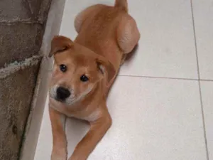 Cachorro raça Chow Chow idade 2 a 6 meses nome Bartolomeu