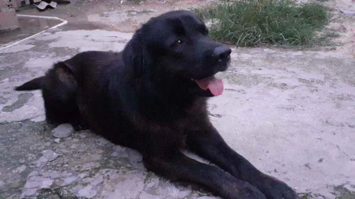 Cachorro ra a Labrador com Golden idade 5 anos nome Oreo