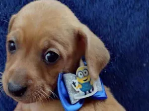 Cachorro raça Srd idade Abaixo de 2 meses nome Gandalf