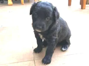 Cachorro raça SRD-ViraLata idade Abaixo de 2 meses nome BROWNIE