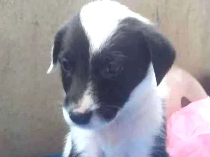 Gato raça SRD-ViraLata idade Abaixo de 2 meses nome TOBIAS