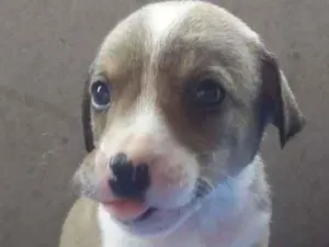 Cachorro raça SRD-ViraLata idade Abaixo de 2 meses nome LUCCA