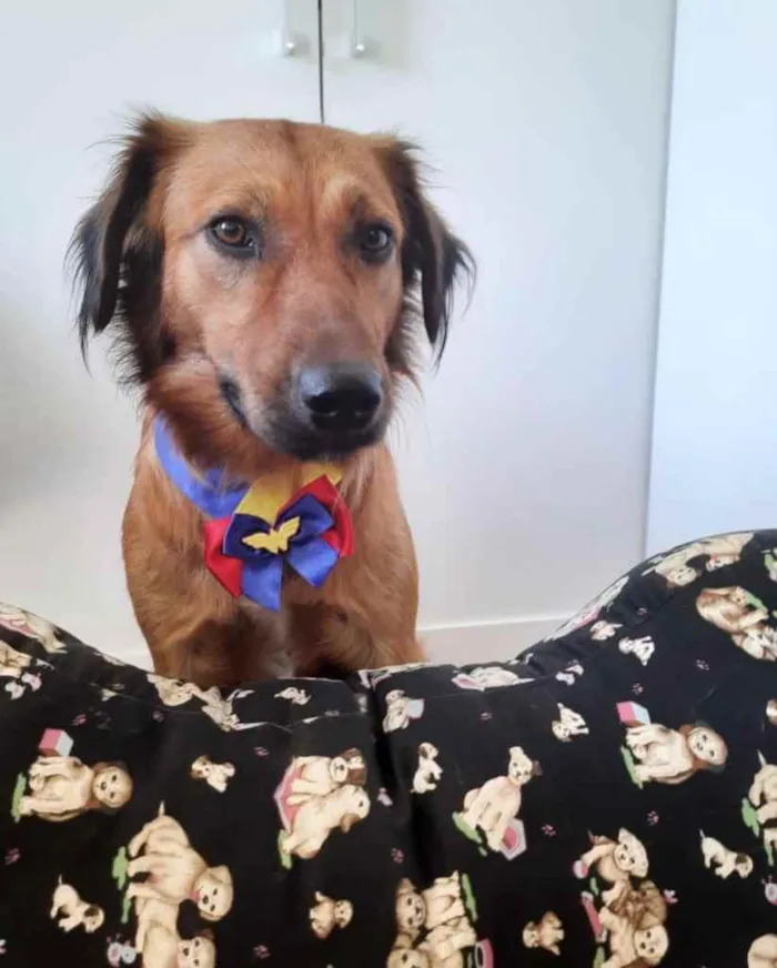 Cachorro ra a  idade 2 anos nome Urso 