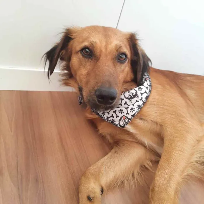 Cachorro ra a  idade 2 anos nome Urso 