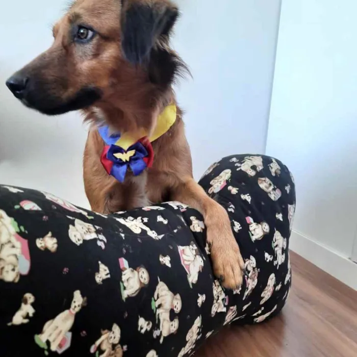 Cachorro ra a  idade 2 anos nome Urso 