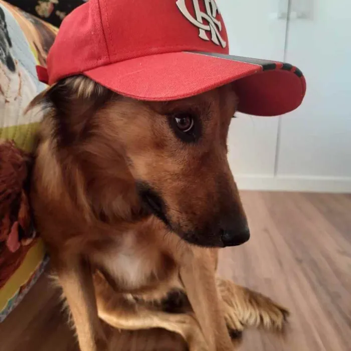 Cachorro ra a  idade 2 anos nome Urso 