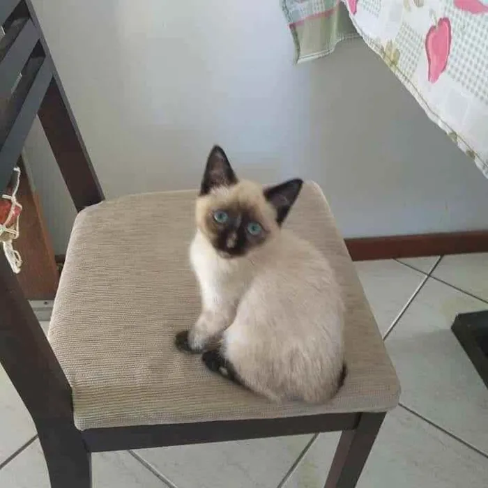 Gato ra a  idade 2 a 6 meses nome NÃO seis