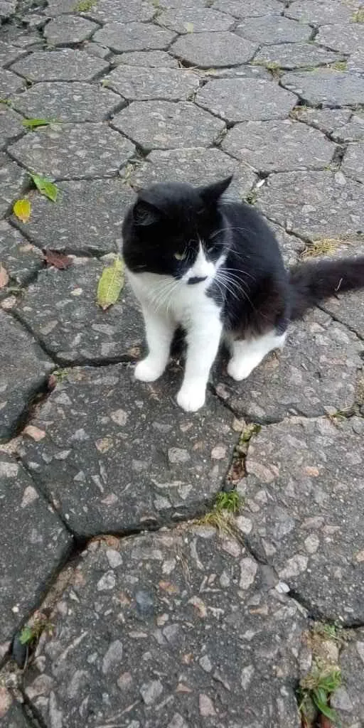 Gato ra a  idade 2 a 6 meses nome NÃO seis