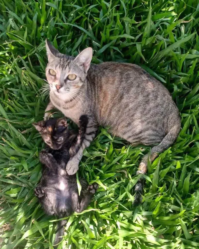 Gato ra a  idade 2 a 6 meses nome NÃO seis