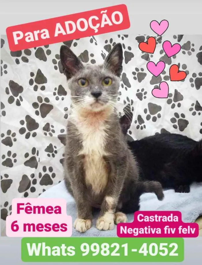 Gato ra a  idade 2 a 6 meses nome Não sei 