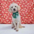 Remo