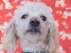 Cachorro raça SRD idade 3 anos nome Remo