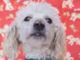Remo