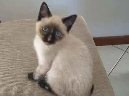 Gato ra a  idade 2 a 6 meses nome Não sei 