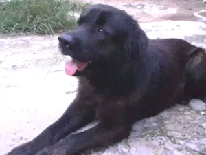 Cachorro raça Labrador com Golden idade 5 anos nome Oreo