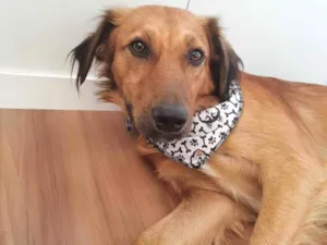 Cachorro raça  idade 2 anos nome Urso 