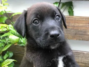 Cachorro raça Sem Raça Definida  idade Abaixo de 2 meses nome Sem nome