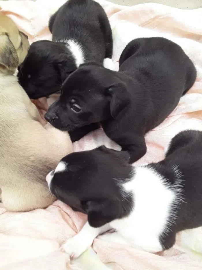 Cachorro raça Labrador/Viralata idade Abaixo de 2 meses nome Cachorrinhos