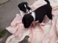 Cachorrinhos