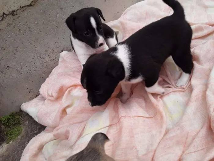 Cachorro raça Labrador/Viralata idade Abaixo de 2 meses nome Cachorrinhos