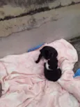Cachorrinhos