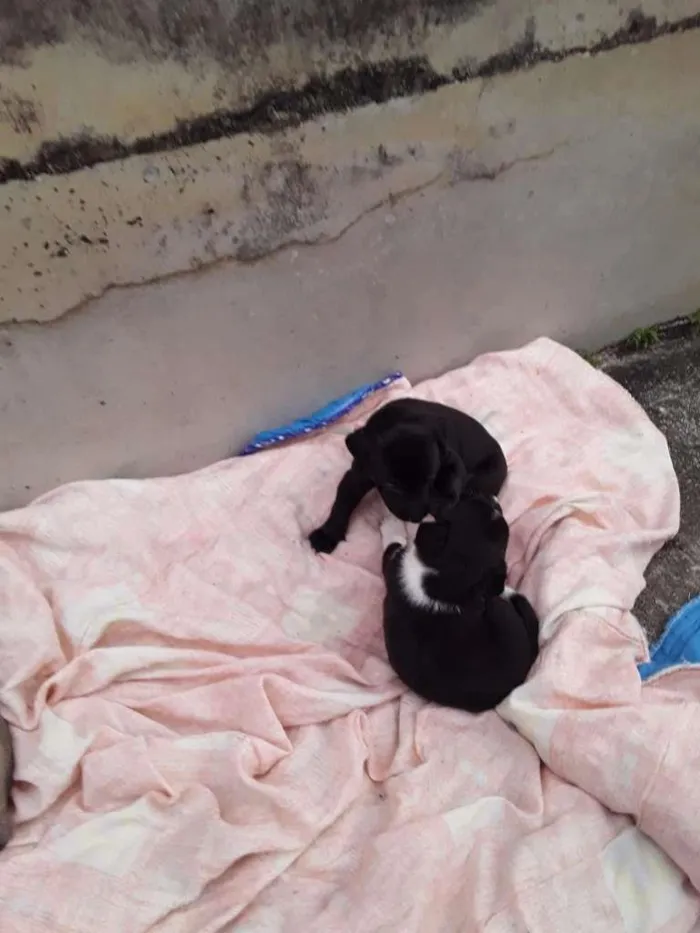 Cachorro raça Labrador/Viralata idade Abaixo de 2 meses nome Cachorrinhos