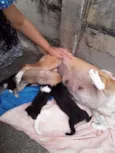 Cachorrinhos