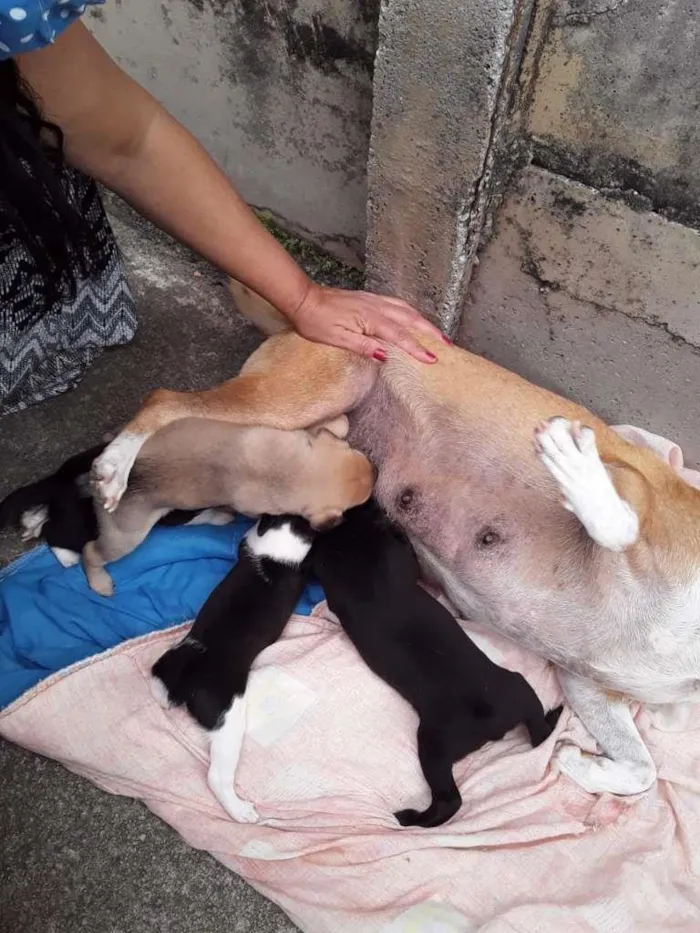 Cachorro raça Labrador/Viralata idade Abaixo de 2 meses nome Cachorrinhos