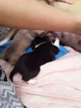 Cachorrinhos