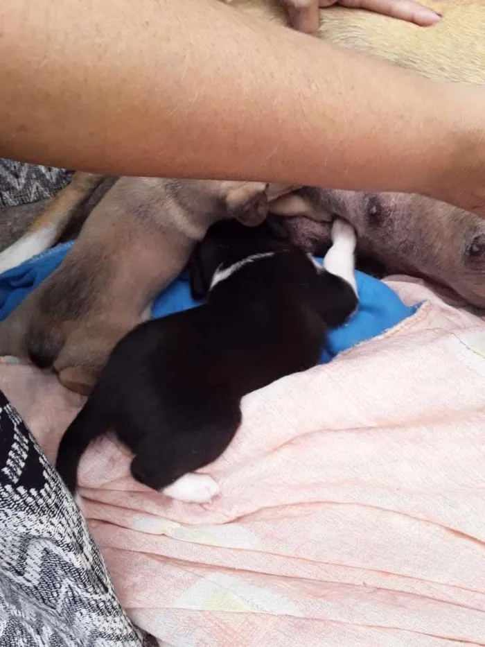Cachorro raça Labrador/Viralata idade Abaixo de 2 meses nome Cachorrinhos