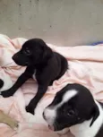 Cachorrinhos
