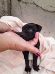 Cachorrinhos