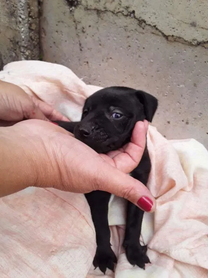 Cachorro raça Labrador/Viralata idade Abaixo de 2 meses nome Cachorrinhos