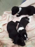 Cachorrinhos