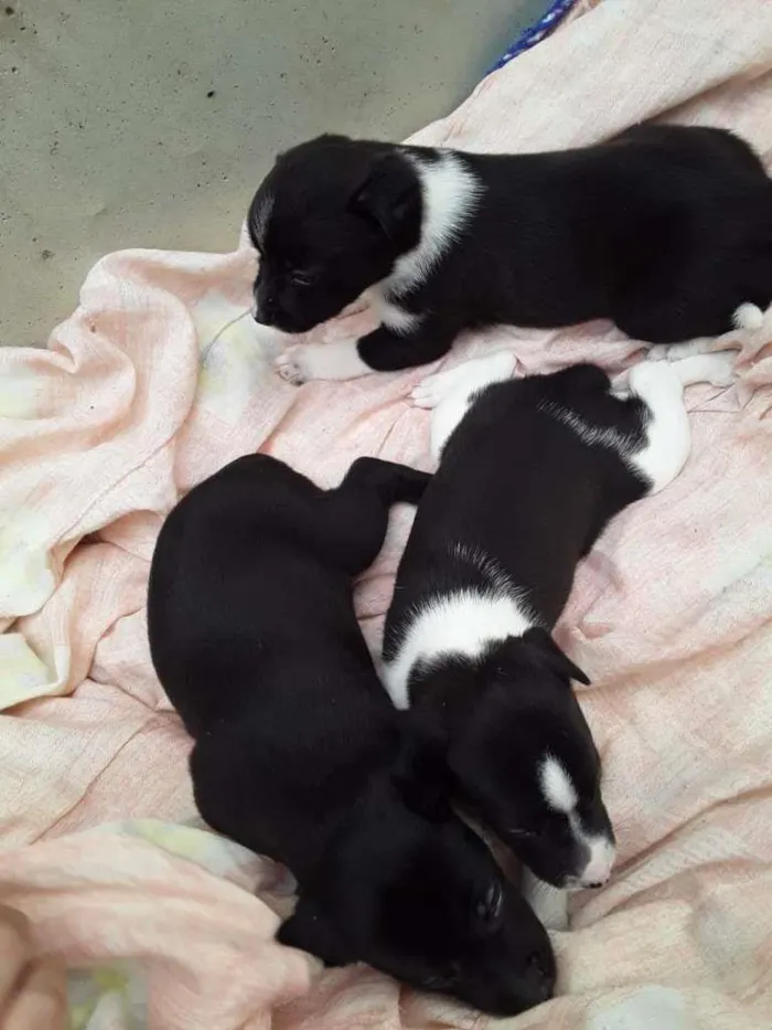 Cachorro raça Labrador/Viralata idade Abaixo de 2 meses nome Cachorrinhos