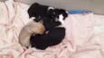 Cachorrinhos