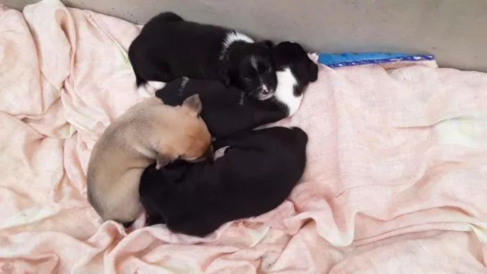 Cachorro raça Labrador/Viralata idade Abaixo de 2 meses nome Cachorrinhos