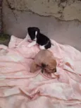 Cachorrinhos