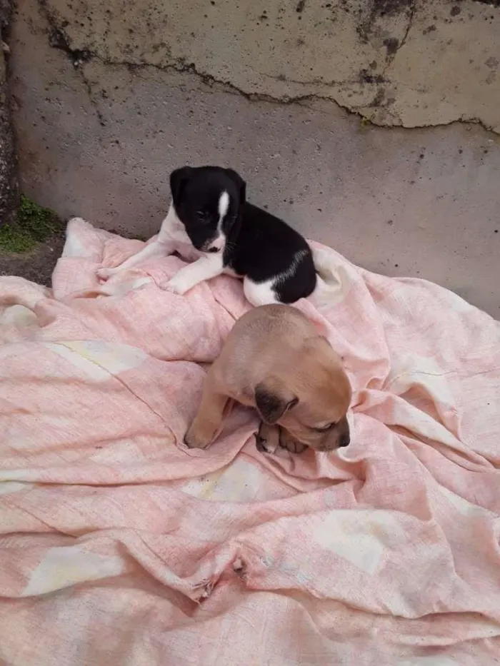 Cachorro raça Labrador/Viralata idade Abaixo de 2 meses nome Cachorrinhos