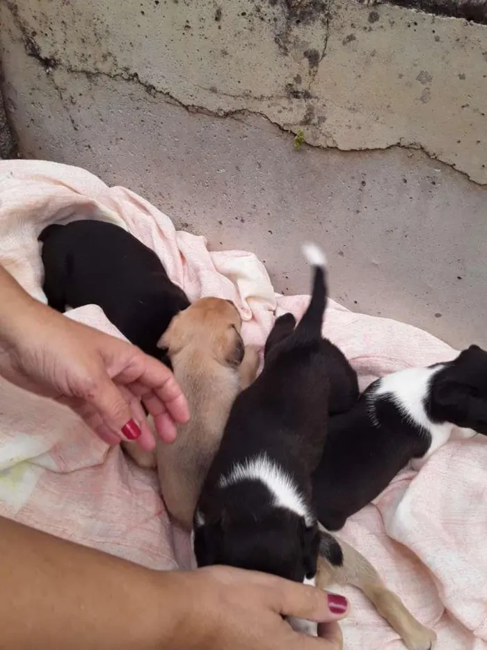 Cachorro raça Labrador/Viralata idade Abaixo de 2 meses nome Cachorrinhos