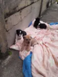 Cachorrinhos