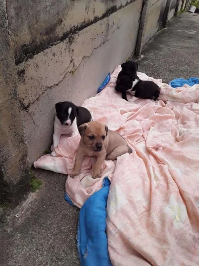 Cachorro raça Labrador/Viralata idade Abaixo de 2 meses nome Cachorrinhos