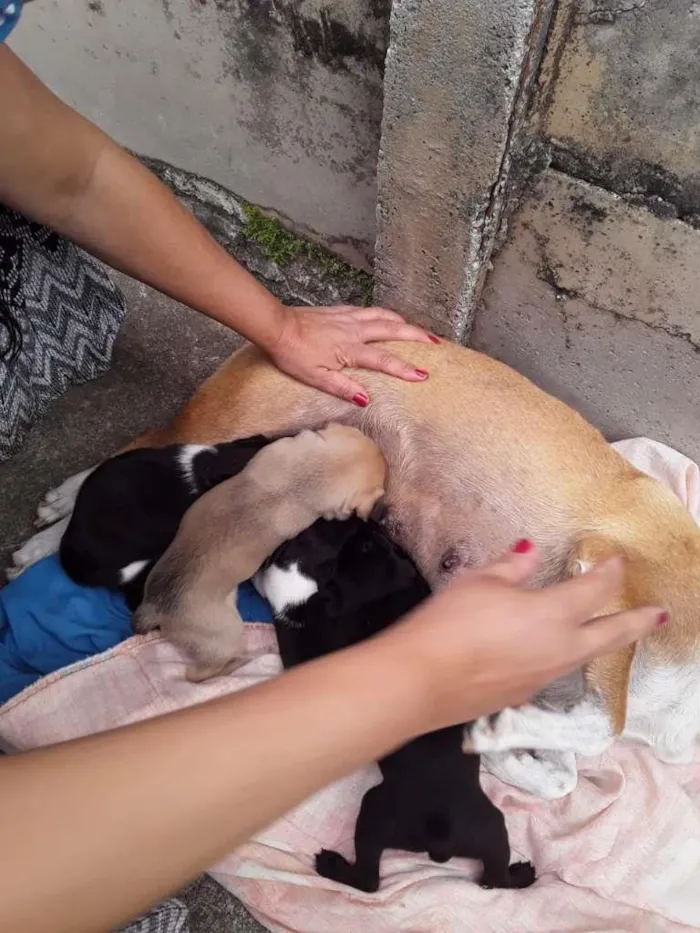 Cachorro raça Labrador/Viralata idade Abaixo de 2 meses nome Cachorrinhos