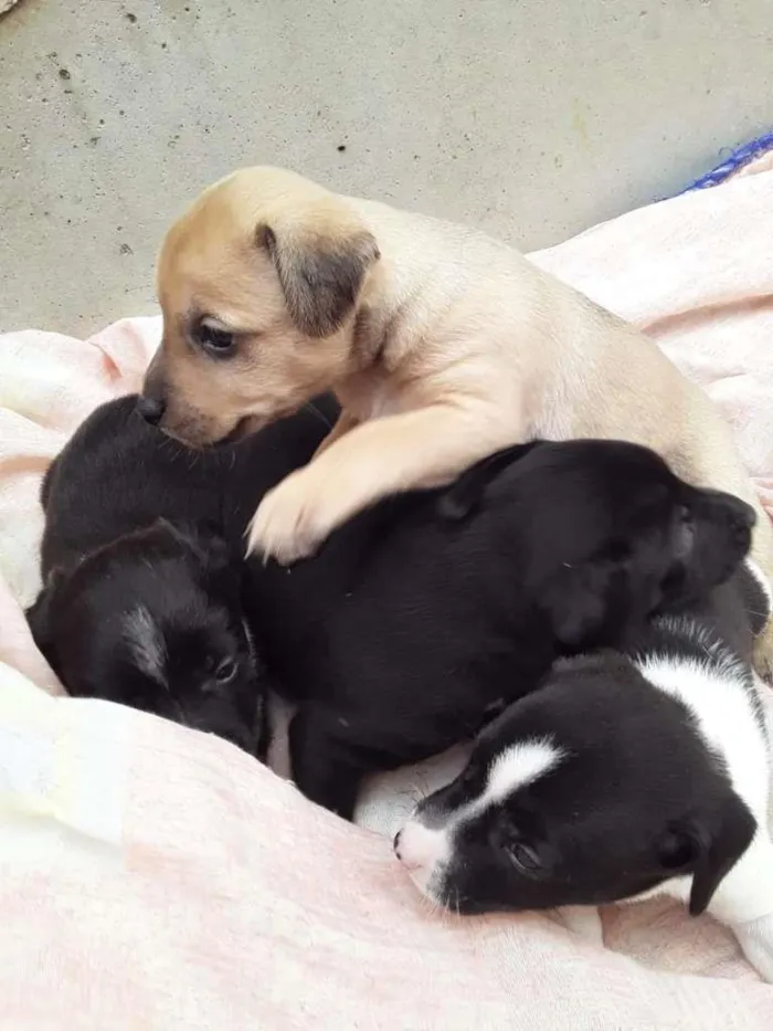 Cachorro raça Labrador/Viralata idade Abaixo de 2 meses nome Cachorrinhos