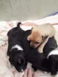 Cachorrinhos