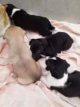 Cachorrinhos