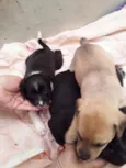 Cachorrinhos