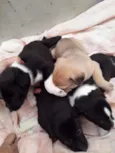 Cachorrinhos